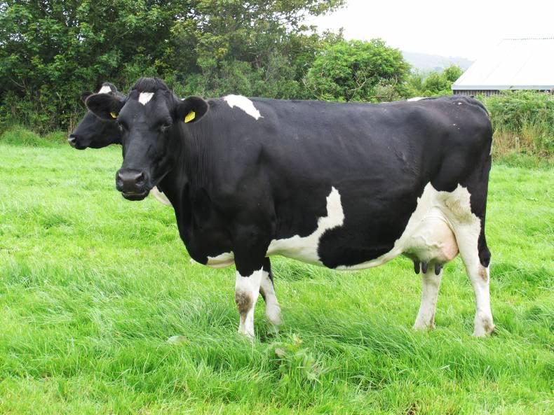 Lead poisoning: beware of old batteries and other contaminants