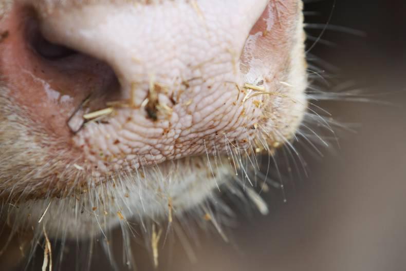 Purebred gobbledygook - stories of useless pedigree bulls