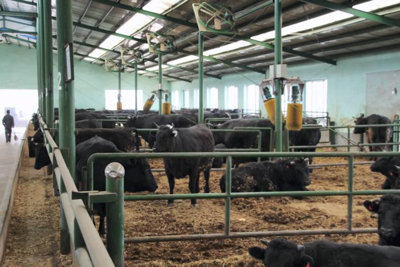 China cattle inventory lowest in 27 years