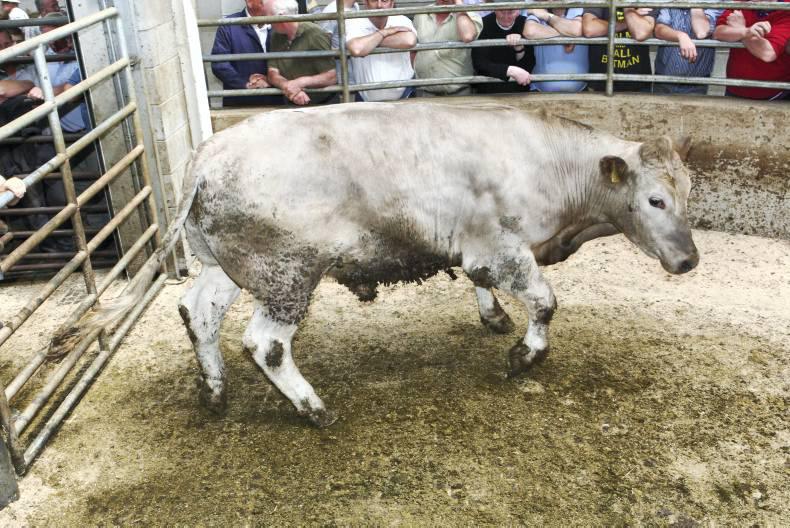 Plainer types ease but quality continentals steady