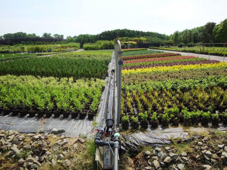 Management of plant health organisms in the EU