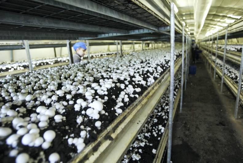 20 minutes with... Leslie Codd, Codd Mushrooms Premium