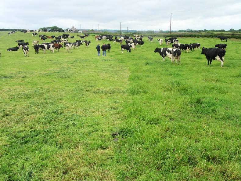 Selecting genetics for individual dairy systems