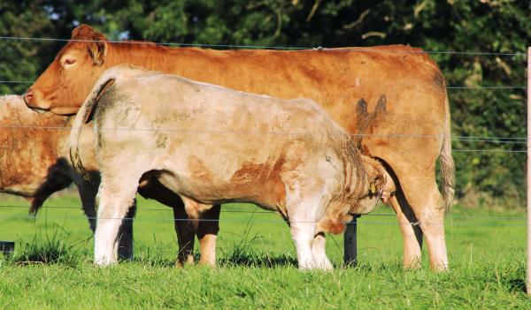 Whole-herd recording programme agreed