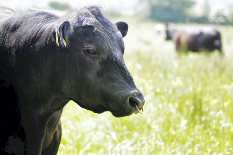 Jodie's blog: how bulls are chosen at NCBC 