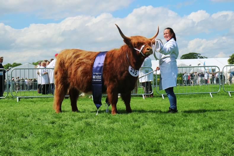 Irish breeding to the fore in Simmental ring in Scotland