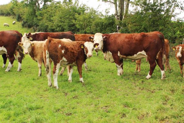 Farmer concern over short-term market prices and access after Brexit