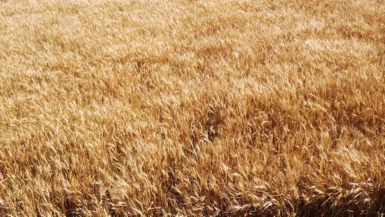 Wheat harvest about to start in Dakota 