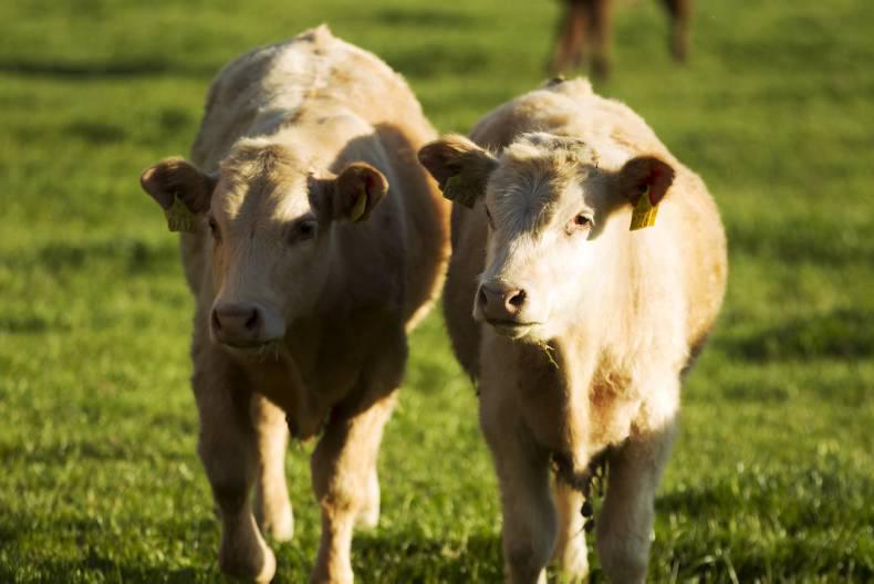 Vitamin B1 deficiency affects growing calves 29 June 2016 Premium