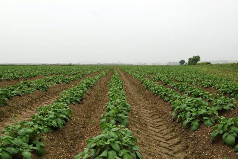 Comer brothers in talks with Savills?