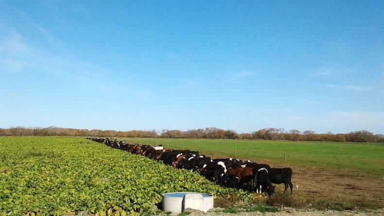 Student blog: the autumn diet 