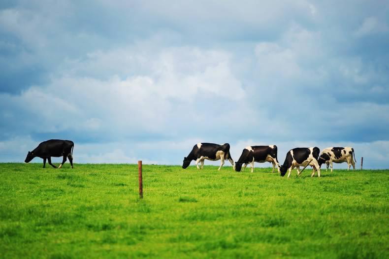 Agricultural jobs in Ireland and abroad 