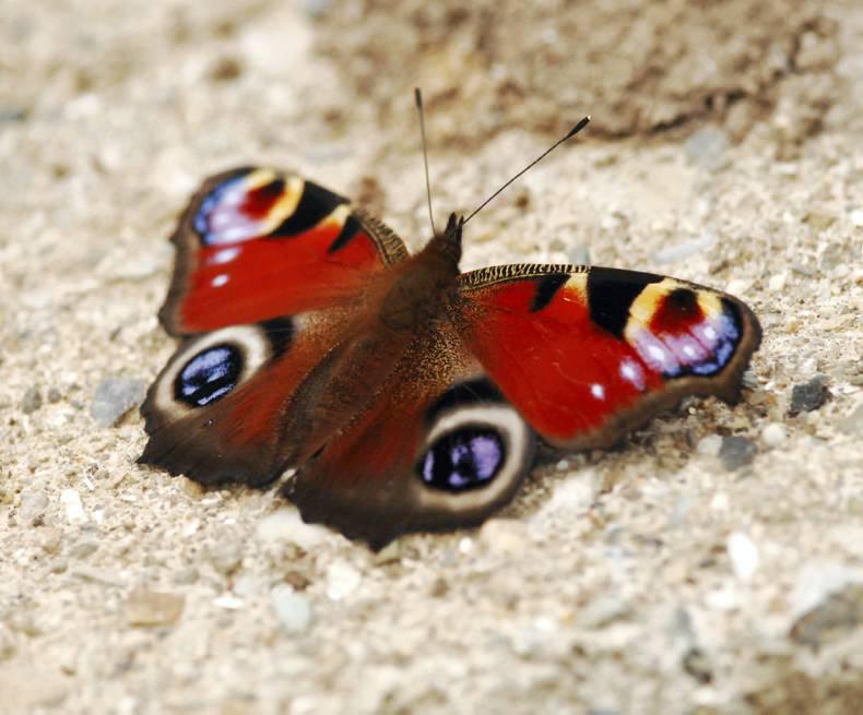 Farming with nature in mind: Keeping an eye on the butterflies