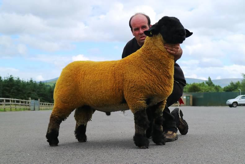 Suffolk elite sale tops €2,600