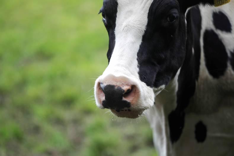 FrieslandCampina to purchase majority share in Pakistani dairy company