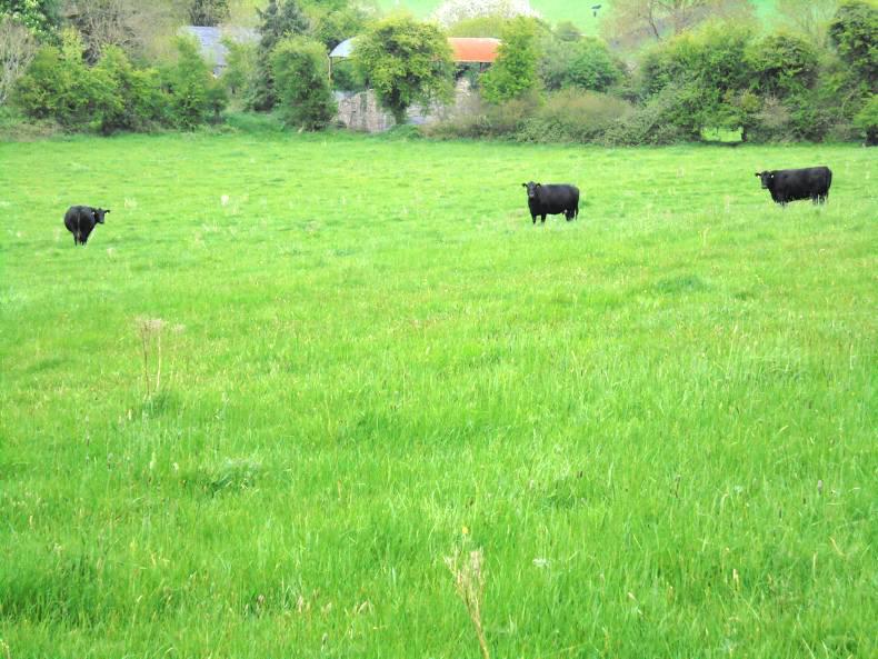 Laois farm exceeds all expectations at auction