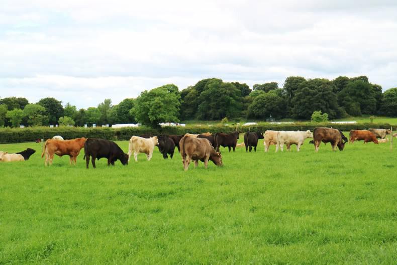Listen: Pushing beef farms to reach their potential at Beef 2016