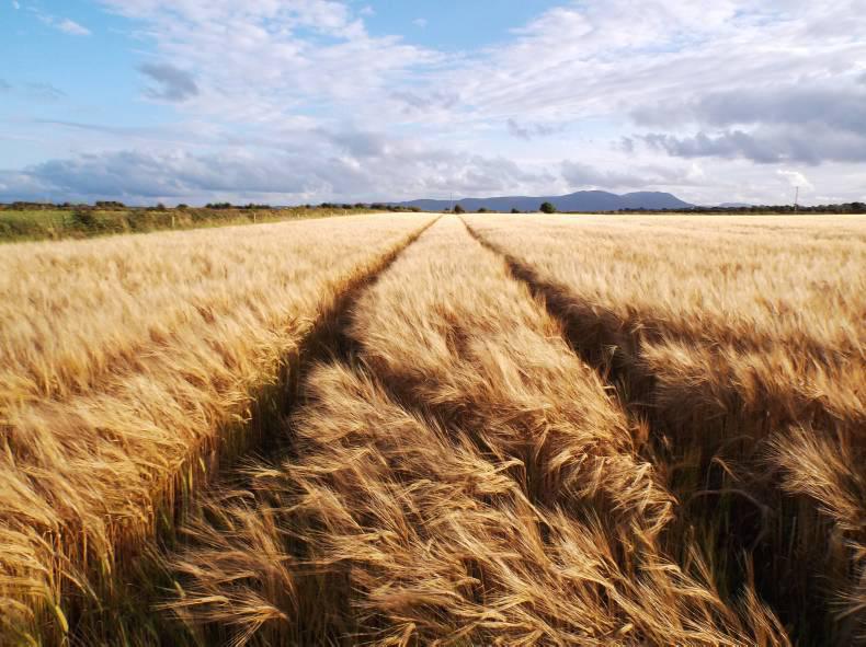 Intensive farms highly dependent on UK