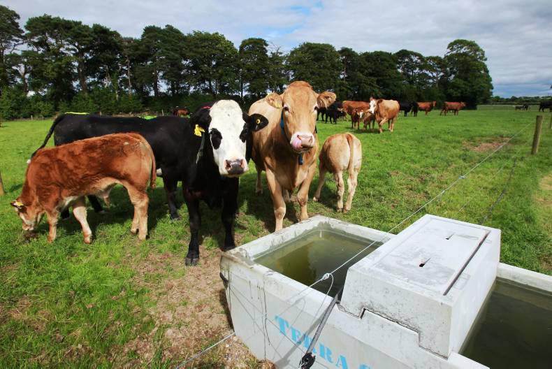 Watch and listen: Return of €400 per suckler cow achievable – Teagasc