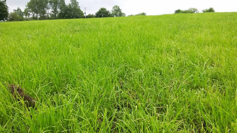 Challenging year for grassland management