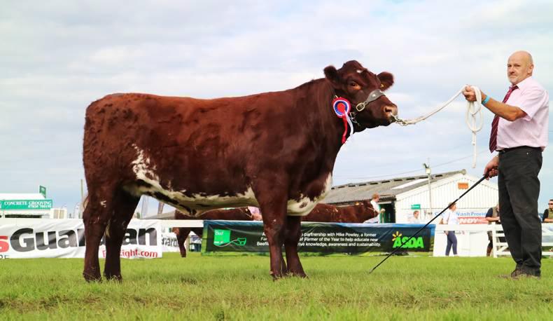 In pictures: Full results from massive Yorkshire show beef entry