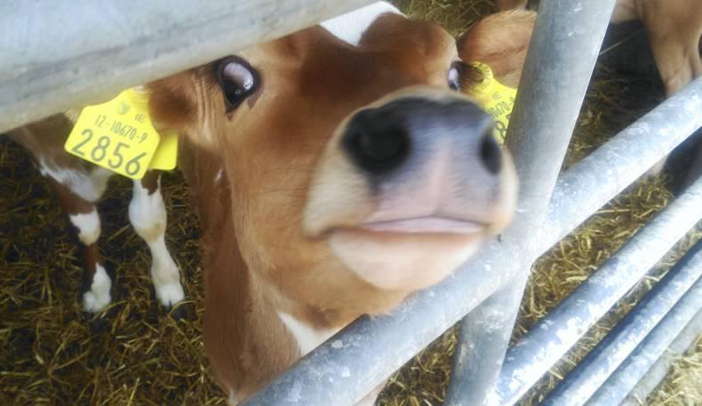Jodie's blog: Introduction to dairying in Ballyhaise