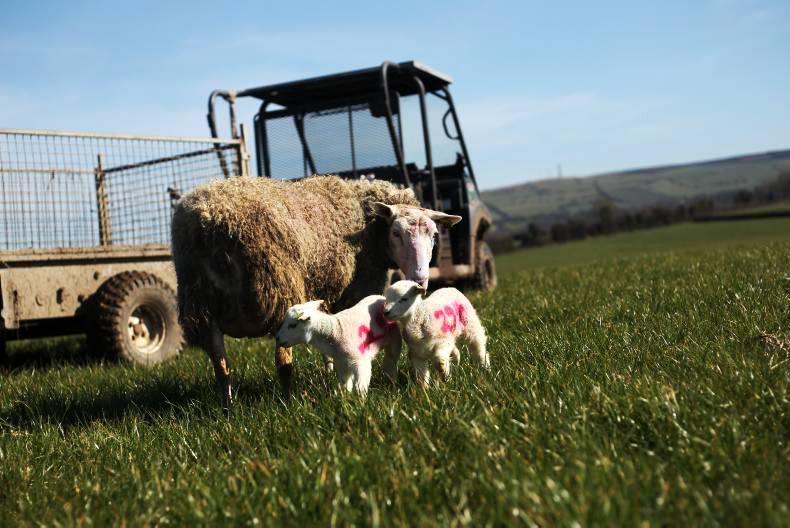 Matching lambing dates to spring grass growth