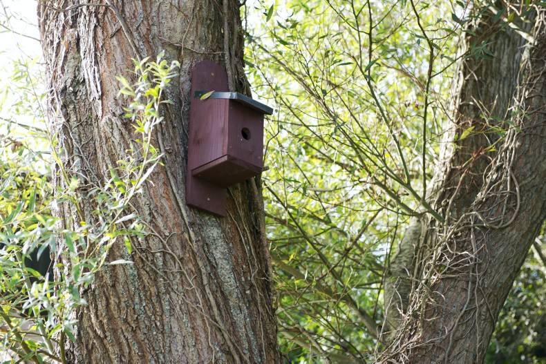 Environment: bird, bat and bee boxes
