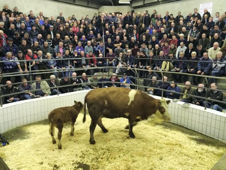 40 marts apply for €300,000 grant scheme