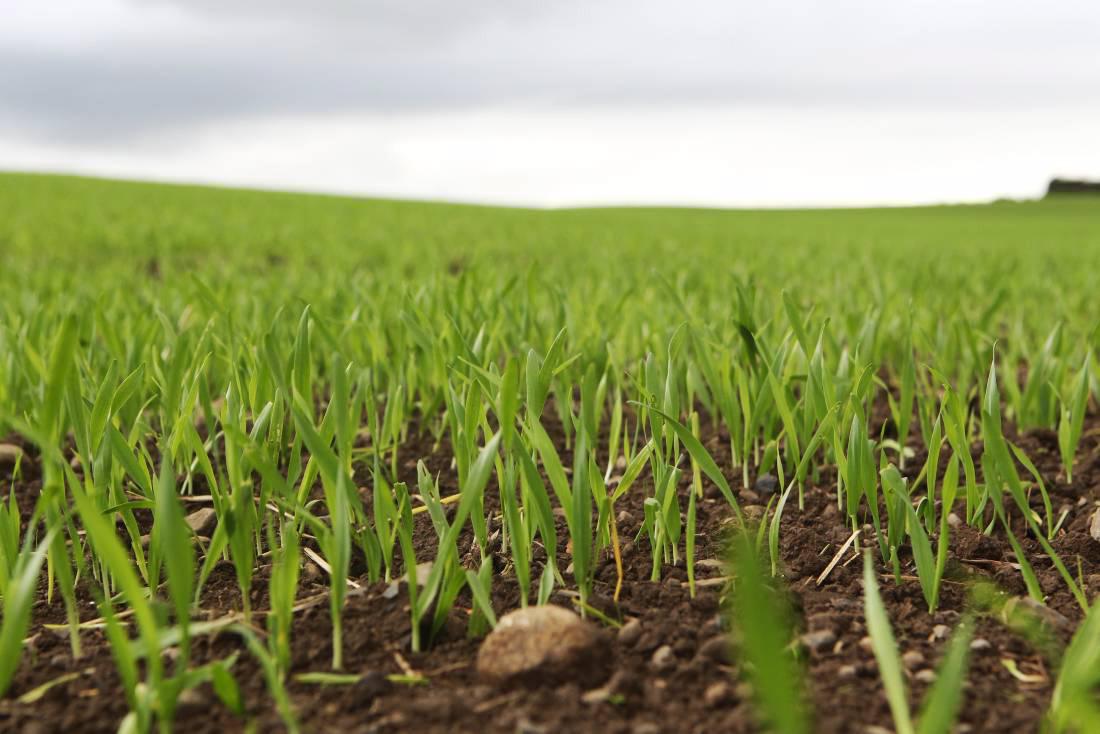 Monsanto rejects Bayer buyout again