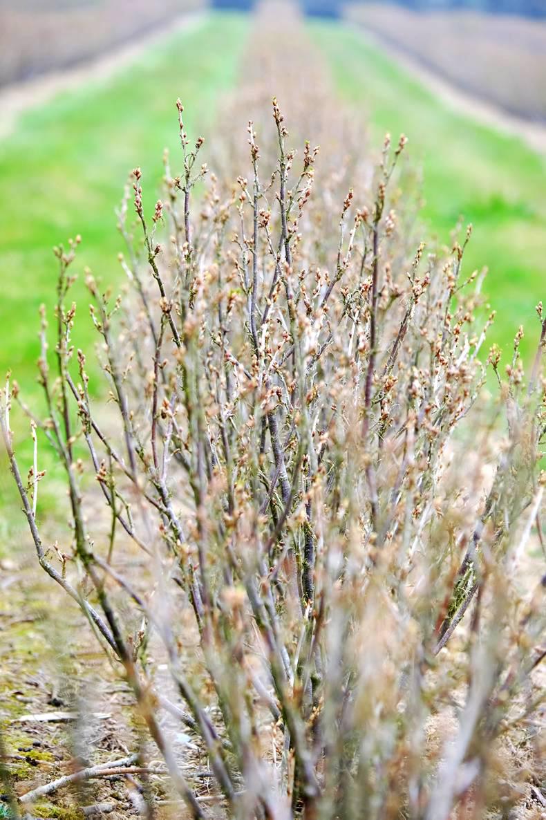 Wexford blackcurrants may soon become a protected food