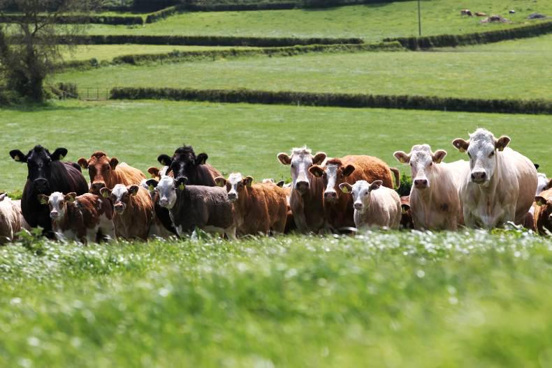 Beef forum must deliver for farmers, says IFA president