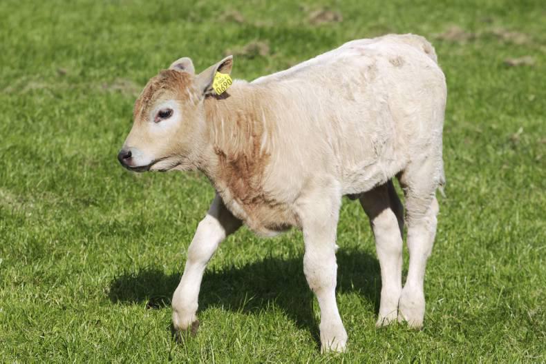10 steps for weaning healthy calves Premium