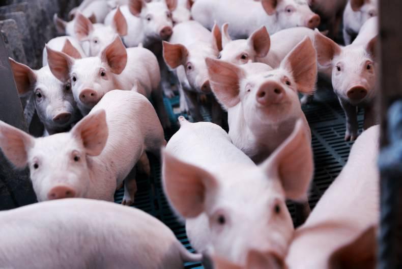 Pig prices on the up Free