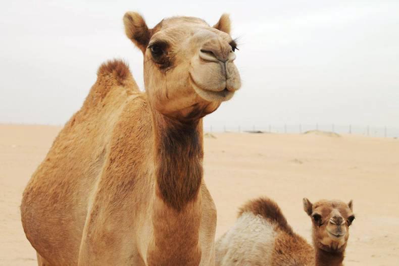 Camel milk sells for €32/litre in the US