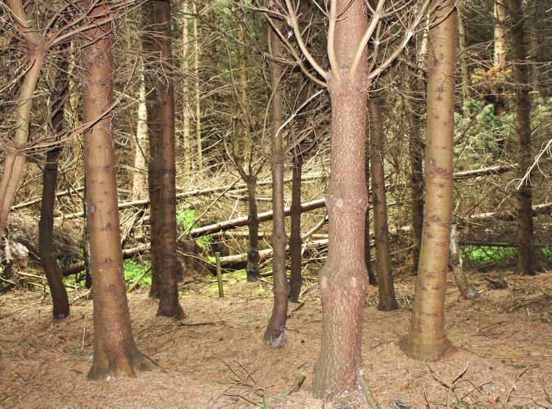 Significance of long-term forestry research