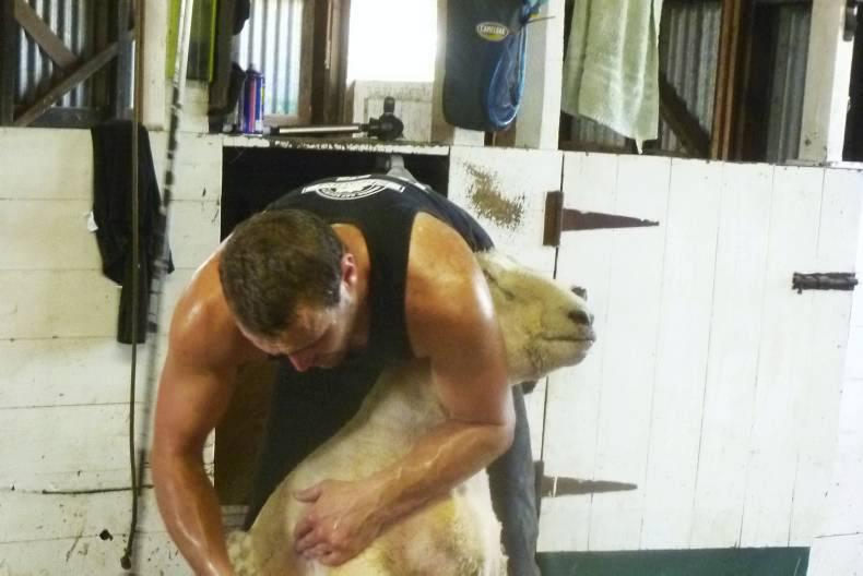 New Zealand shearer breaks world record