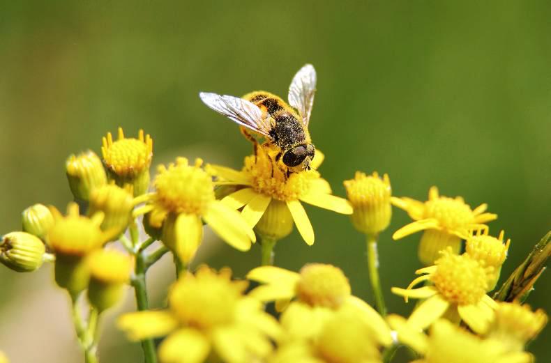 Bee sperm drop caused by leading insecticides