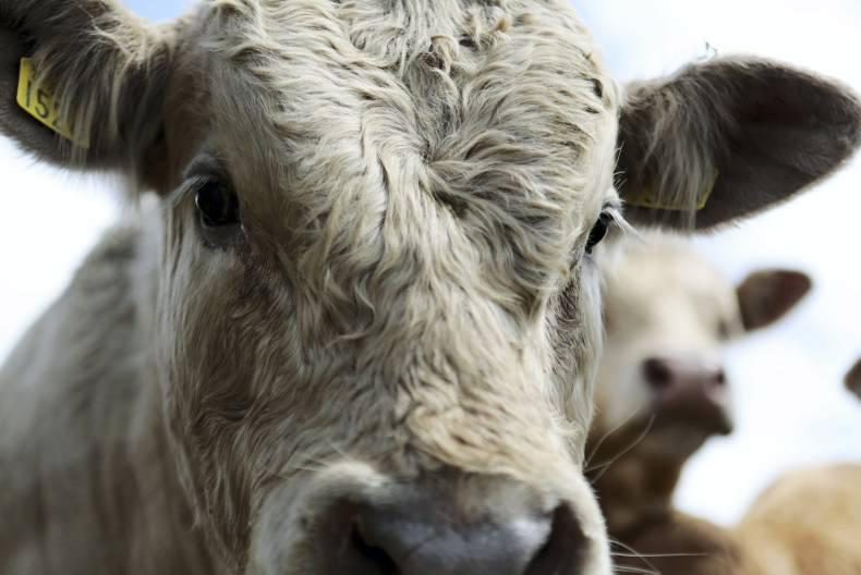 Weanling series: keeping weanlings healthy after purchase 