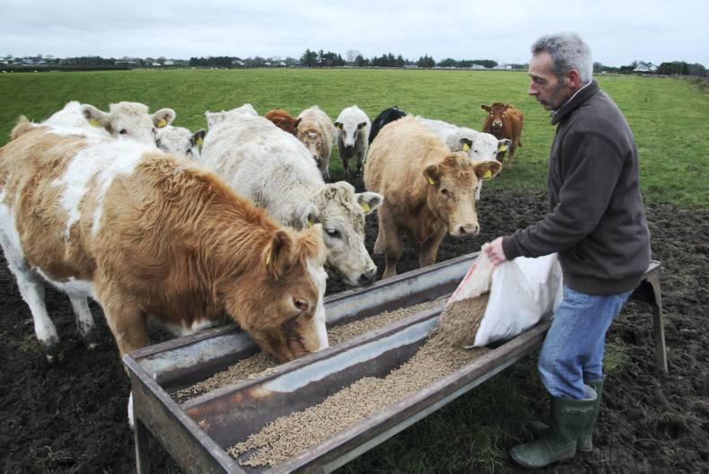 Weanling series: feeding the heifer weanling