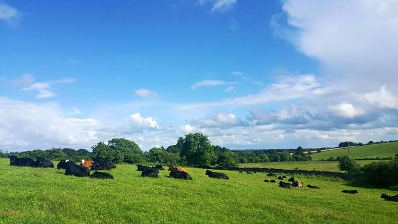 Farmer Writes: an old cow will always let you down