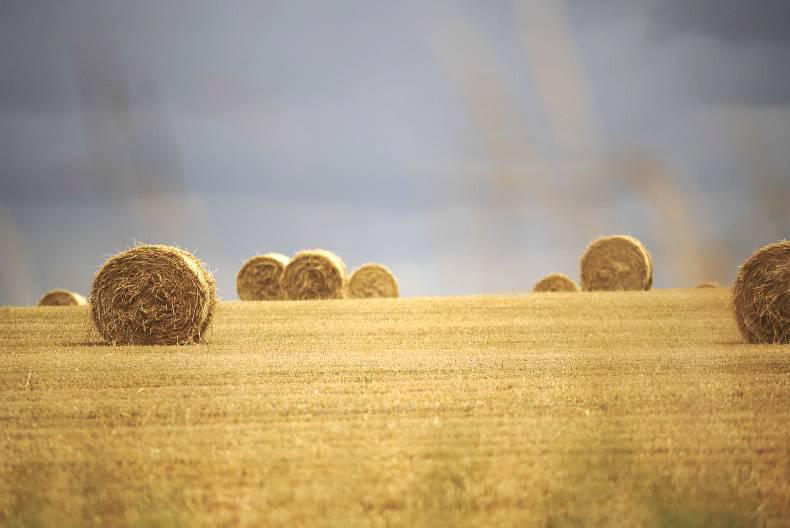 Fertiliser prices steady across the country