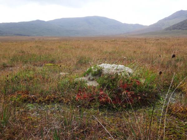 More Special Areas of Conservation announced