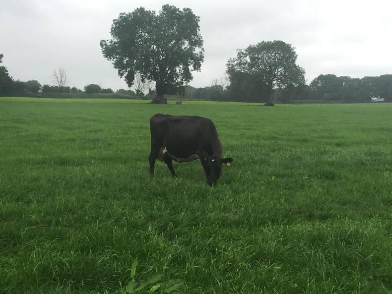 Management notes for dairy farmers