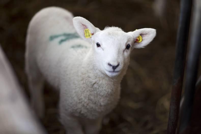 Preparing for a big day on the farm