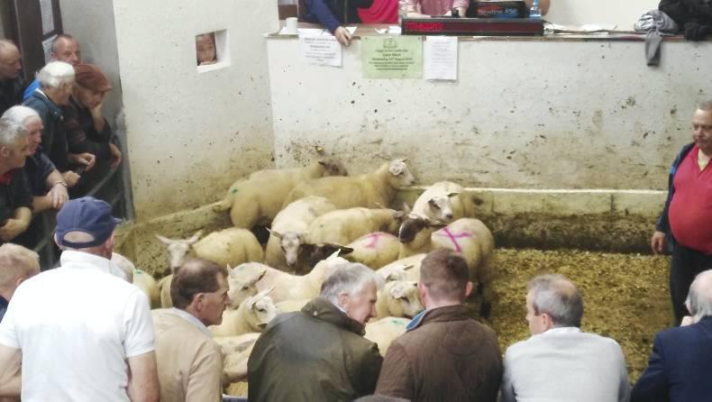 Good sale of lambs at Cahir Mart