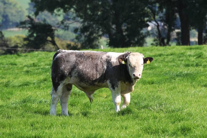 Agri-jobs in Ireland and abroad