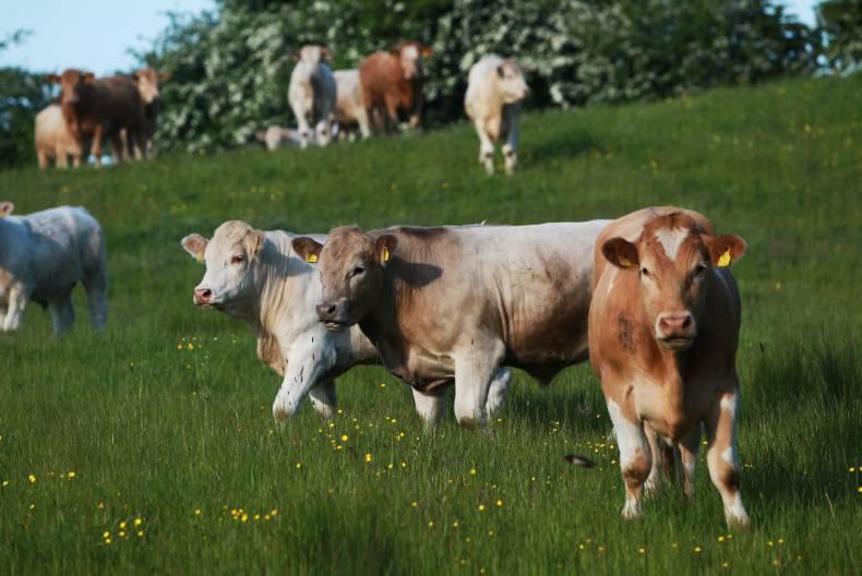 UK beef prices lifting but Ireland not benefiting