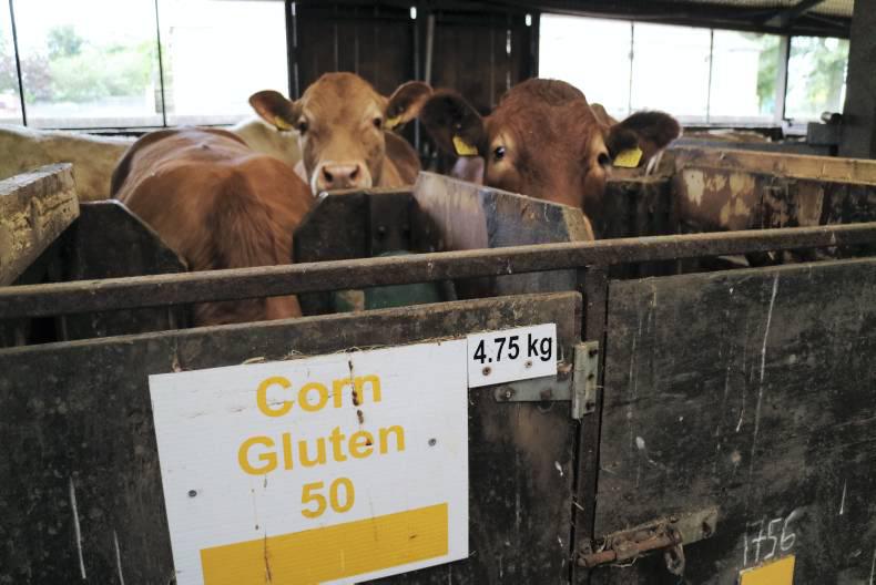 Beef feed evaluations under way at Teagasc Grange