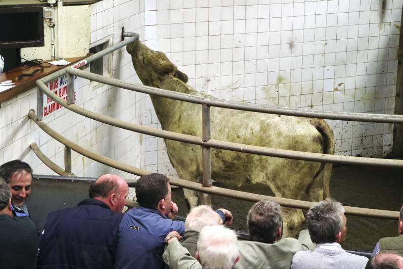 Plain cattle a hard sell but quality a firm trade